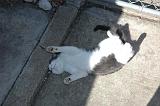 20050204_Kitty Kat_049